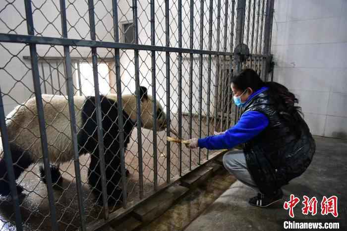  中国大熊猫保护研究中心：疫情对圈养大熊猫的繁育间接影响较大